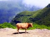 Kühe bei Paul da Serra